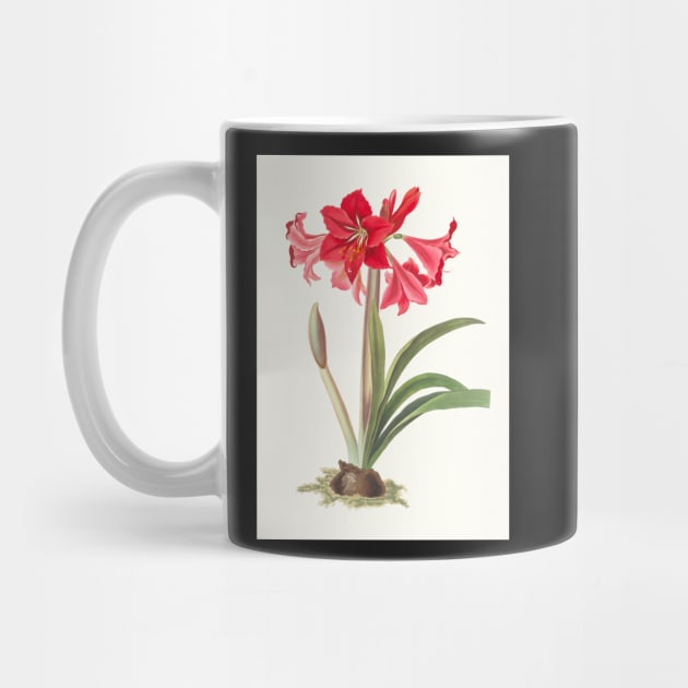 Hardy Amaryllis - botanical illustration by chimakingthings